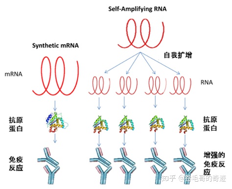 具有更強(qiáng)免疫原性的mRNA疫苗你了解多少？（上） -艾偉拓（上海）醫(yī)藥科技有限公司
