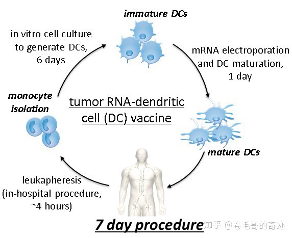  具有更強(qiáng)免疫原性的mRNA疫苗你了解多少？（下） -艾偉拓（上海）醫(yī)藥科技有限公司