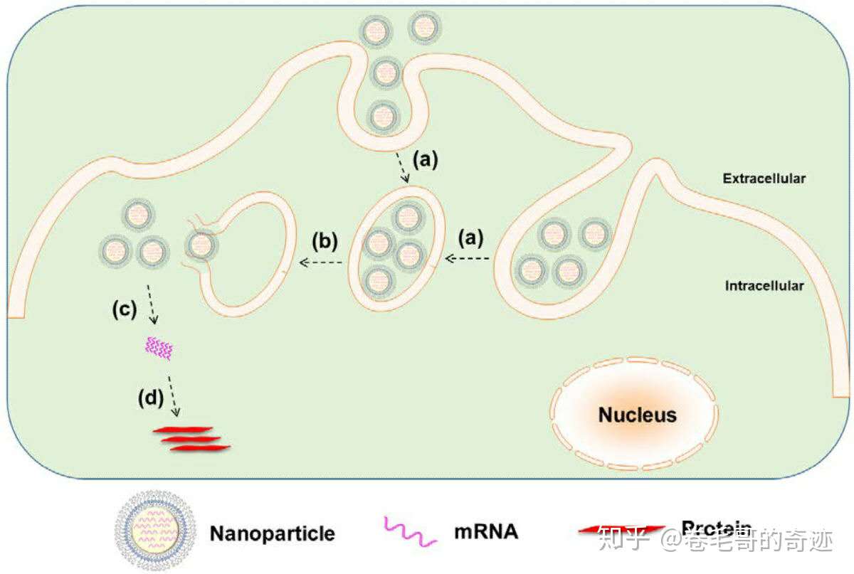  具有更強(qiáng)免疫原性的mRNA疫苗你了解多少？（下） -艾偉拓（上海）醫(yī)藥科技有限公司