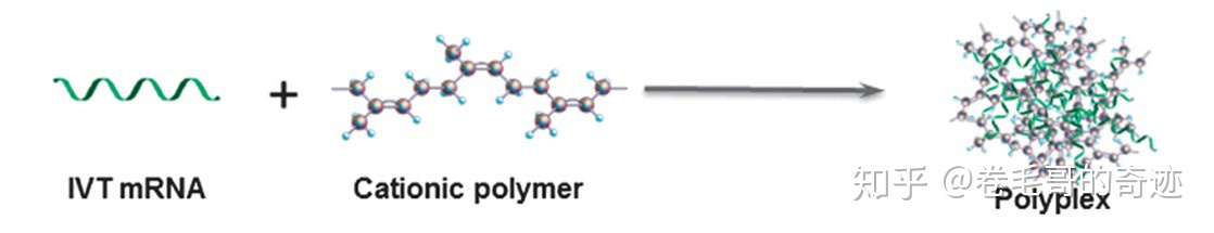  具有更強(qiáng)免疫原性的mRNA疫苗你了解多少？（下） -艾偉拓（上海）醫(yī)藥科技有限公司