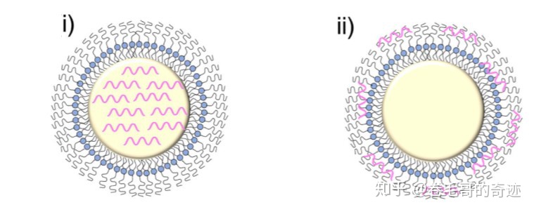  具有更強(qiáng)免疫原性的mRNA疫苗你了解多少？（下） -艾偉拓（上海）醫(yī)藥科技有限公司