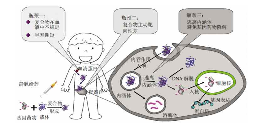 AVT给您分享：生物药中RNA与小核酸的那些事儿-艾伟拓（上海）医药科技有限公司