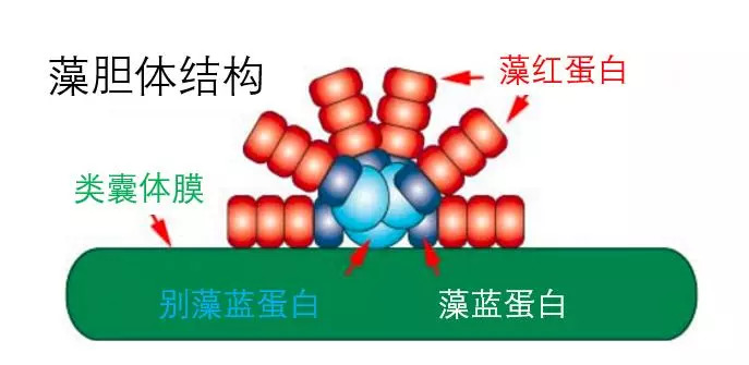 藻膽體結(jié)構(gòu)