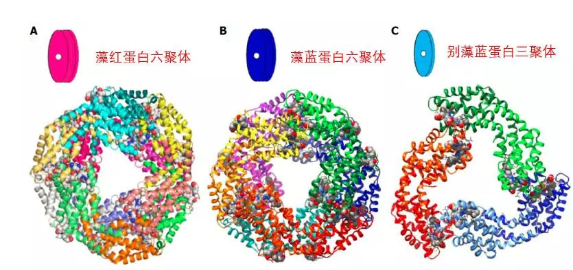  藻膽蛋白的聚合體生化結(jié)構(gòu)模型