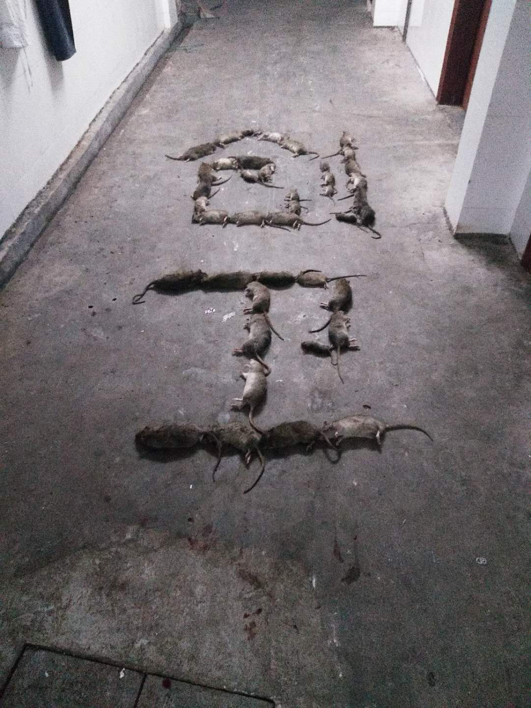 深圳灭鼠公司 深圳灭鼠公司
