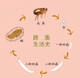 深圳灭跳蚤公司 深圳灭跳蚤公司