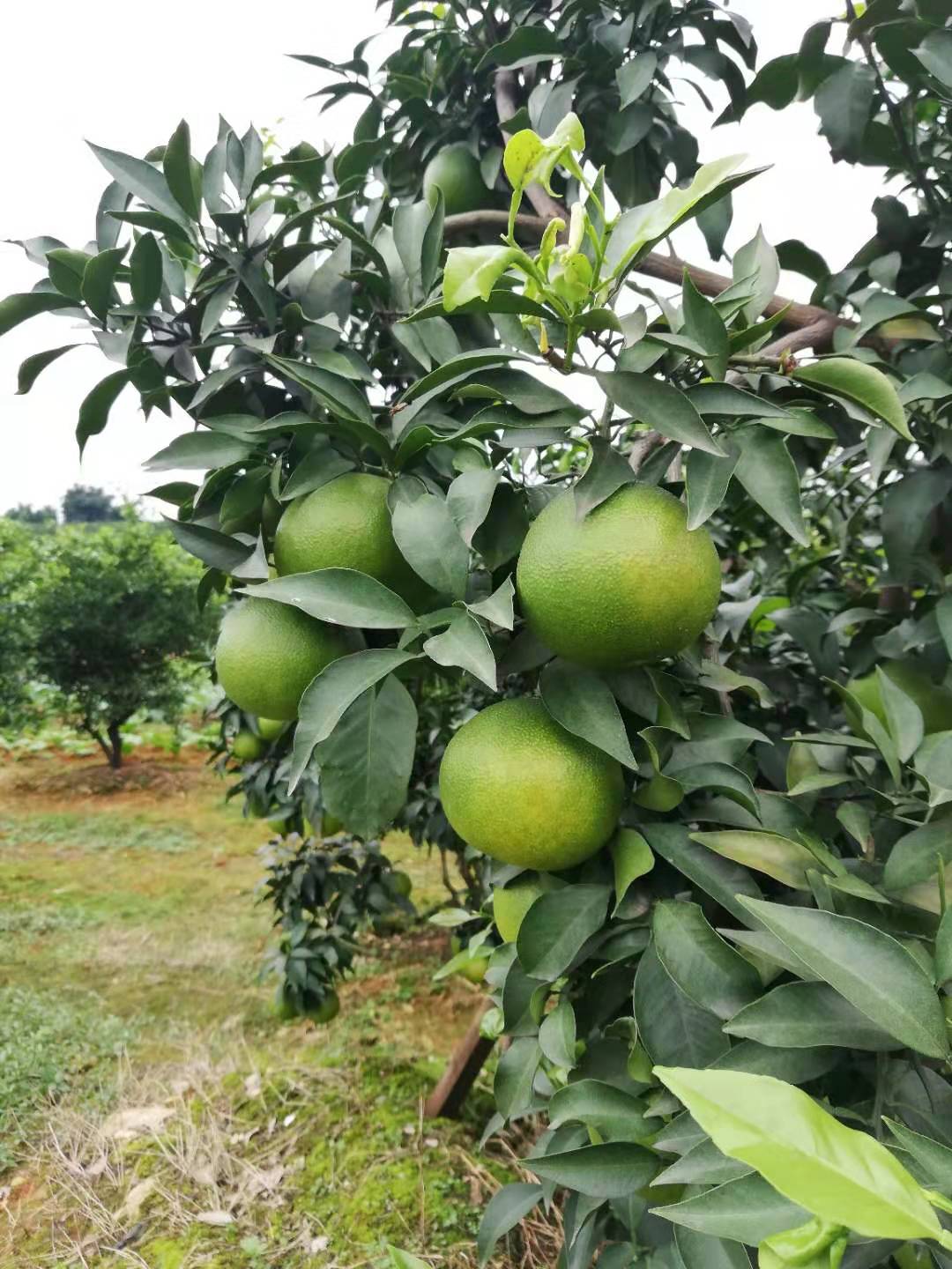 爱媛38号果粒橙 爱媛38号果粒橙
