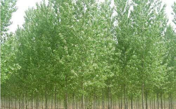 白蠟苗種植基地