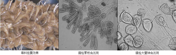 生物繩掛膜效果及鏡檢微生物