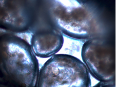 生物繩吸附期載體表面照片