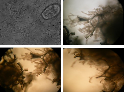 微生物在生物繩表面形成成熟的生物膜