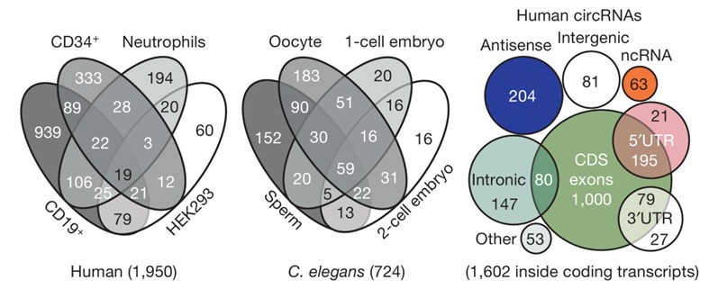 人类细胞系和线虫中检测到的环状RNA的数目和类别 