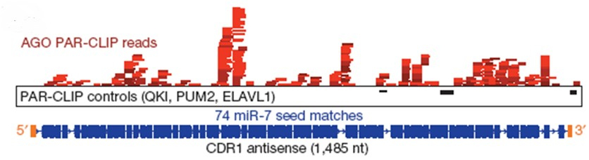 CDR1as可以與AGO蛋白結合