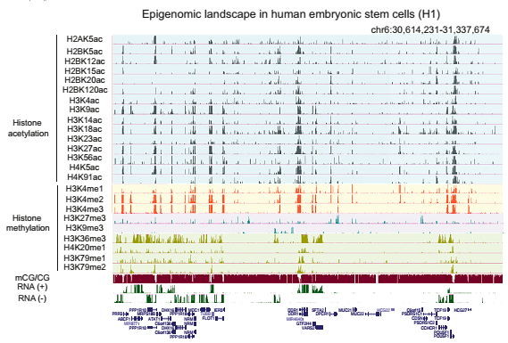 人类胚胎干细胞（H1）的24种组蛋白修饰情况、甲基化水平和转录情况
