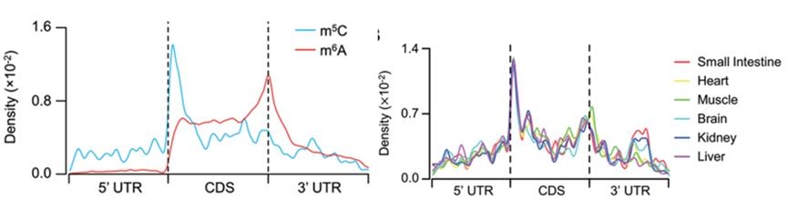 mRNA中m5C的分布規律及組織特異性表達