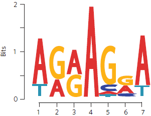RNA甲基化位點motif分析