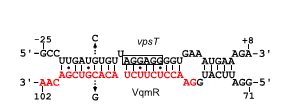  VqmR和靶基因vpsT的結合情況