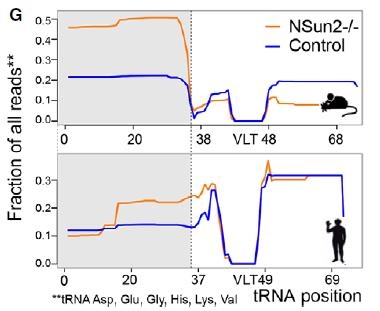 5’-tRNA片段富集分析