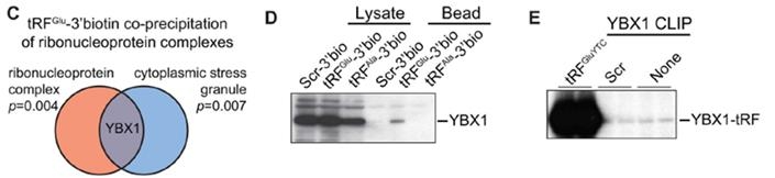 RNA pull down驗證tRFs與YBX1結合