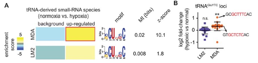  小RNA測序發現低氧誘導乳腺癌細胞系MDA中tRFs含量增加，且共同序列明顯富集，例如tRNA Glu明顯上調