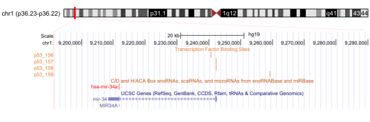 miRNA上游轉錄因子分析 