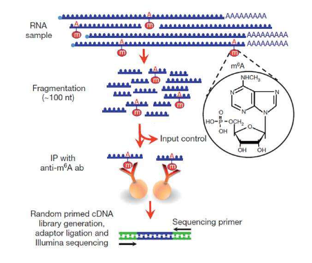 m6A RNA測序實驗流程
