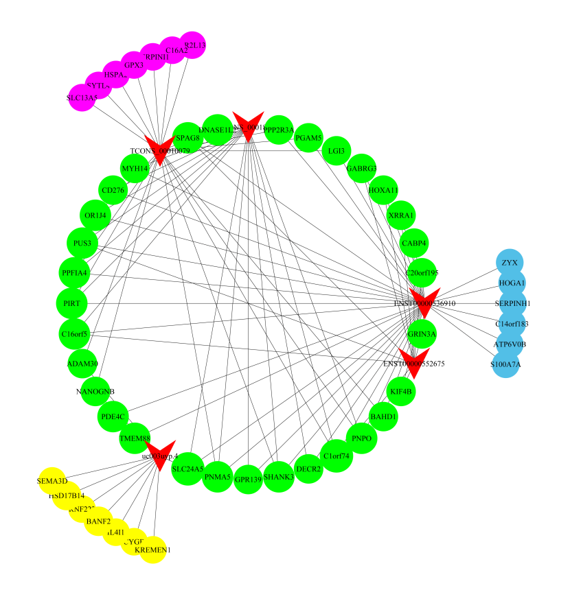 LncRNA靶基因共表達網絡分析（CNC）