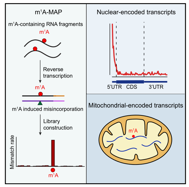 Nature突破性研究—RNA甲基化新修饰m1A 云序生物