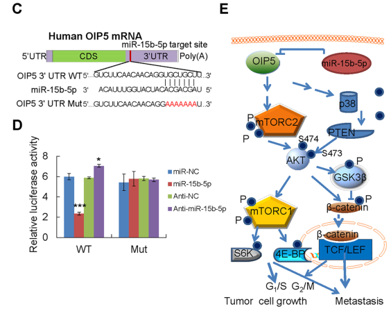 miR-15b-5p靶基因OIP5通過AKT/mTORC1和β-catenin信號通路發揮作用