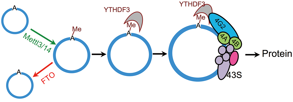  m6A调控circRNA编码蛋白质机制