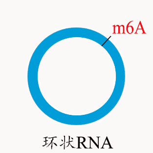 m6A環狀RNA測序