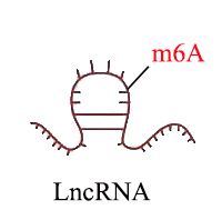 m6A LncRNA測序