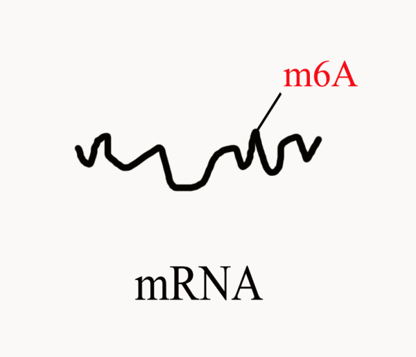 m6A mRNA測序