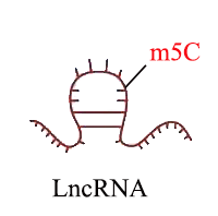 m5C LncRNA測序