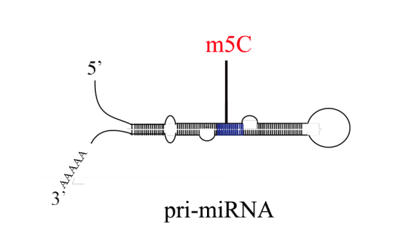 m5C pri-miRNA测序