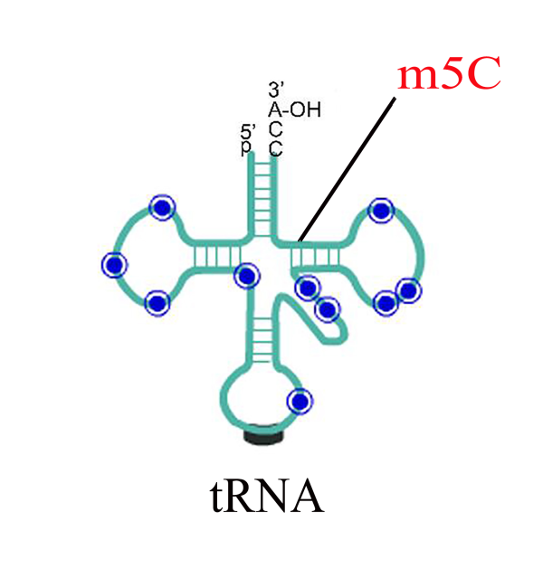 m5C tRNA測序