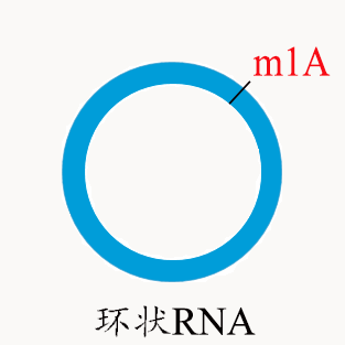 m1A 环状RNA测序