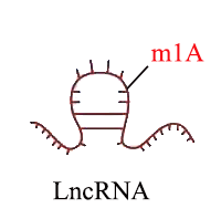 m1A lncRNA测序