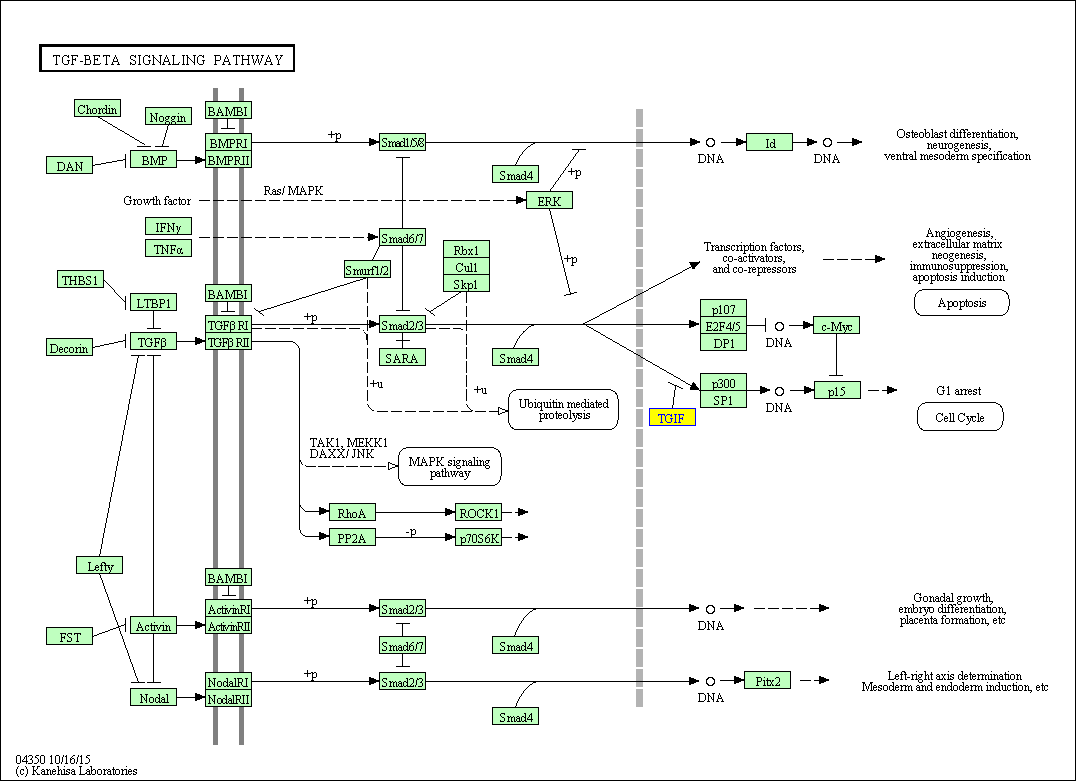 差异DNA羟甲基化区的GO（Gene Ontology）与信号通路分析