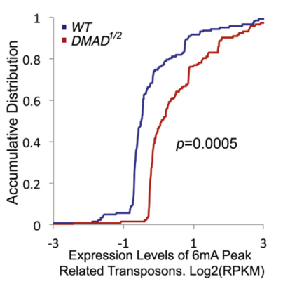 6mA-IP seq與RNA-seq聯合分析