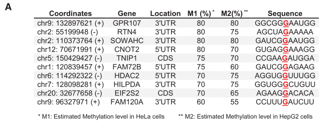 (A) Hela和HepG2細胞進行m7G單堿基深度測序：10個代表性的mRNA內m7G修飾結果展示。(C) 801個m7G位點的mRNA特征。（E）前7個mRNA內 m7G motif在mRNA中的分布百分比。