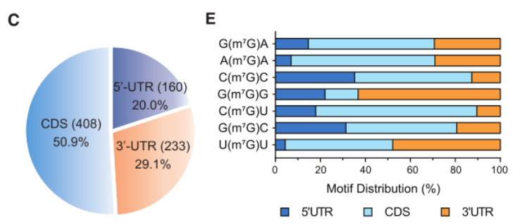 (A) Hela和HepG2細胞進行m7G單堿基深度測序：10個代表性的mRNA內m7G修飾結果展示。(C) 801個m7G位點的mRNA特征。（E）前7個mRNA內 m7G motif在mRNA中的分布百分比。