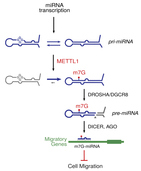 m7G在miRNA生物發生中的作用