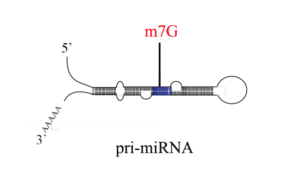 m7G pri-miRNA测序