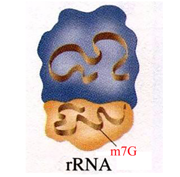 m7G rRNA测序