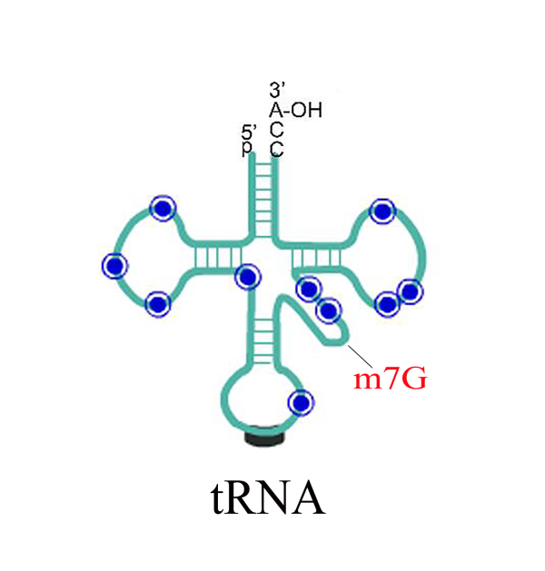 m7G tRNA测序