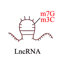 m7G+m3C lncRNA测序