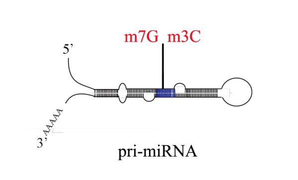 m7G+m3C pri-miRNA测序