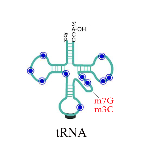m7G+m3C tRNA測序