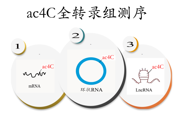 ac4C RNA乙酰化全转录组测序